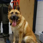 Znaleziono psa, Szczecin, 11 lutego 2026