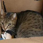 Znaleziono kota, Toruń, 8 lutego 2026