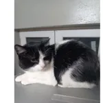 Znaleziono kota, Białystok, 22 stycznia 2026