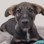 Pies do adopcji, Gdynia, 11 lutego 2026