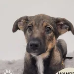 Pies do adopcji, Gdynia, 11 lutego 2026