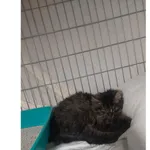 Znaleziono kota, Białystok, 21 stycznia 2026