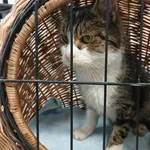 Znaleziono kota, Toruń, 7 lutego 2026