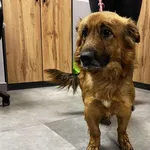 Znaleziono psa, Toruń, 11 lutego 2026