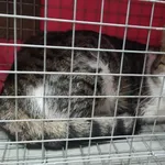 Znaleziono kota, Toruń, 11 lutego 2026