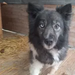 Pies do adopcji, Orzechowce, 2 lutego 2026