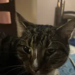 Zaginął kot, Szczecin, 12 lutego 2026