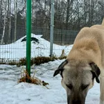 Znaleziono psa, Chojnice, 10 lutego 2026