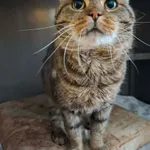 Kot do adopcji, Olsztyn, 13 stycznia 2026