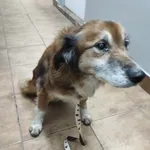 Znaleziono psa, Sosnowiec, 10 lutego 2026