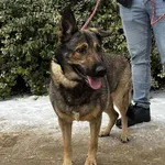 Znaleziono psa, Toruń, 11 lutego 2026