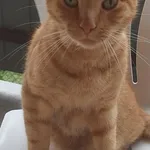 Zaginął kot, Zaczernie, 12 lutego 2026