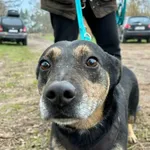 Pies do adopcji, Przyborówko, 13 lutego 2026