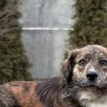 Pies do adopcji, Pieczyska, 12 lutego 2026