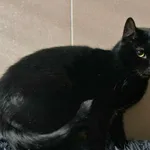 Kot do adopcji, Bydgoszcz, 13 lutego 2026