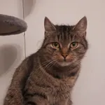 Zaginął kot, Sulejówek, 13 lutego 2026