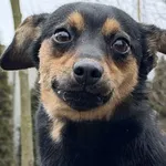 Pies do adopcji, Pieczyska, 12 lutego 2026