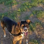 Zaginął pies, Lipowa, 13 lutego 2026