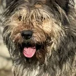 Pies do adopcji, Pieczyska, 13 lutego 2026