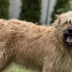 Pies do adopcji, Pieczyska, 13 lutego 2026