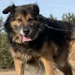 Pies do adopcji, Pieczyska, 13 lutego 2026