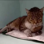 Znaleziono kota, Grudziądz, 13 lutego 2026