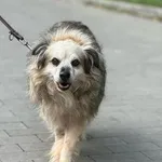 Pies do adopcji, Kraków, 29 stycznia 2026