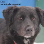 Lusia