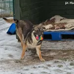 Pies do adopcji, Bydgoszcz, 14 lutego 2026