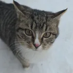 Zaginął kot, Jeżów Sudecki, 14 lutego 2026