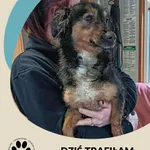 Znaleziono psa, Dąbrówka, 11 lutego 2026