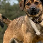 Imię: Krejzolek Chip: 616093903201545 Płeć : Samiec Wiek:  Luty 2025 Wielkość:  Mały Kastracja/sterylizacja:  Tak Inne Psy:  Akceptuje towarzystwo innych psów i suczek Dzieci:  W wieku szkolnym Charak