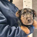 Znaleziono psa, Chełmek, 12 lutego 2026