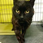 Kot do adopcji, Racibórz, 2 lutego 2026