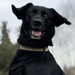 Pies do adopcji, Pieczyska, 14 lutego 2026