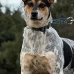 Imię: Zula Chip: 616093903201449 Płeć : Samica Wiek:  Marzec 2025 Wielkość:  Mała Kastracja/sterylizacja:  Tak Inne Psy:  Akceptuje towarzystwo innych psów i suczek Dzieci:  W wieku szkolnym Charakter