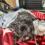 Znaleziono psa, Sosnowiec, 12 lutego 2026