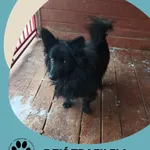 Znaleziono psa, Dąbrówka, 14 lutego 2026