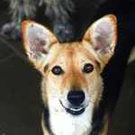 Oddam psa, Janki, 15 lutego 2026