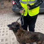 Znaleziono psa, Wrocław, 16 lutego 2026