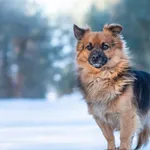 Pies do adopcji, Nowodwór, 15 lutego 2026