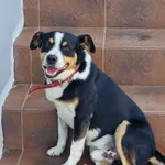 ZAGINĄŁ PIES, BERNI.