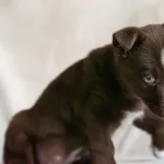 Pies do adopcji, Nowodwór, 15 lutego 2026