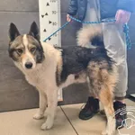 Przyjęty: 2026-02-16 Gmina: Brzeszcze Płeć: Pies Opis: mieszaniec, tricolor