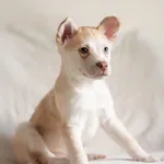 Pies do adopcji, Nowodwór, 15 lutego 2026