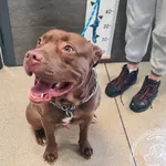 Znaleziono psa, Chełmek, 15 lutego 2026