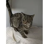 Znaleziono kota, Białystok, 15 lutego 2026