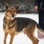 Sierżant owczarek mix