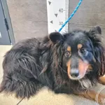 Znaleziono psa, Chełmek, 15 lutego 2026