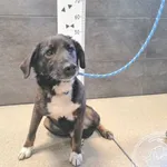 Przyjęty: 2026-02-16 Gmina: Brzeszcze Płeć: Pies Opis: mieszaniec, brązowo-białe